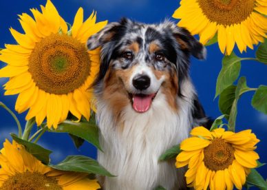 Australian Shepherd HD Wallpaper Backgrounds Dog Pictures